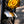 POULSON Gold Star Scrambler front Mud Guard