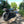 Triumph - Street Scrambler - Street Scrambler