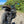 Triumph - Street Scrambler - Street Scrambler